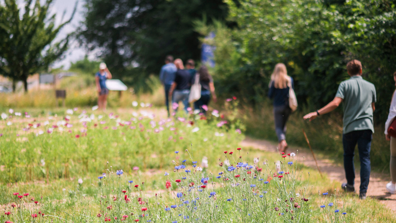 Axis Parc Flower Meadow