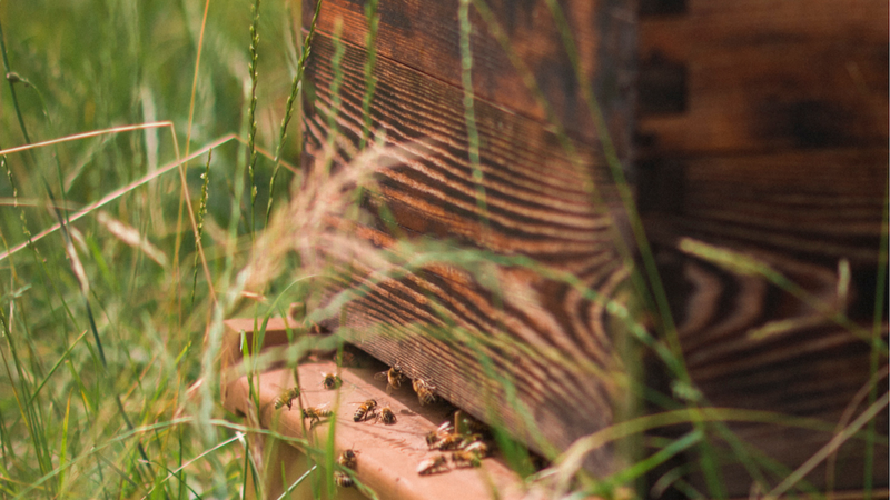 Marquis Beehives